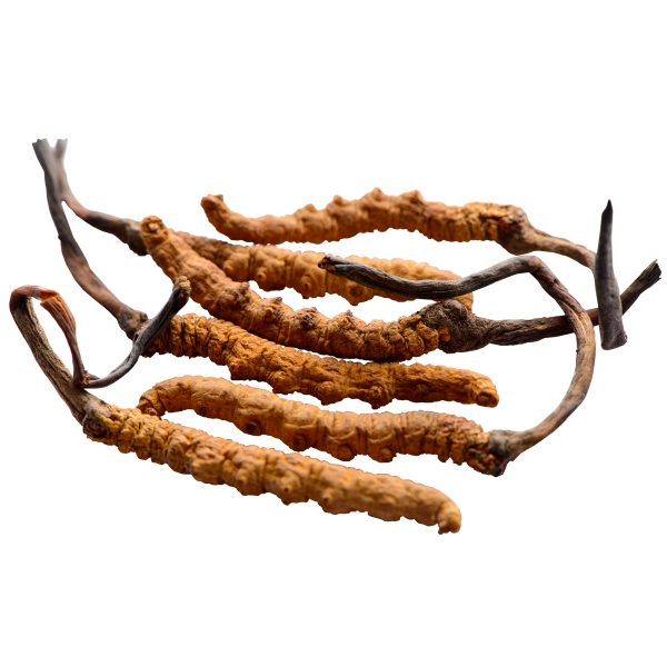 Кордицепс китайский дикорастущий, 10 г 